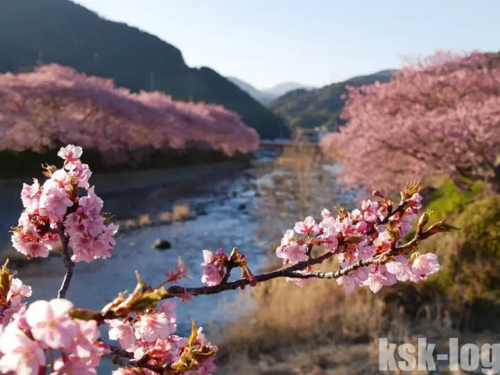 伊豆の日帰り旅行で河津桜と修禅寺の撮影に行ってきましたのサムネイル