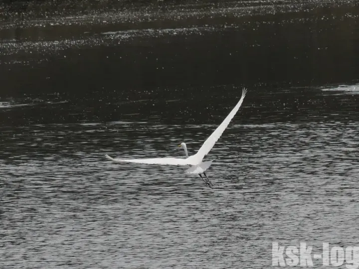 雨と台風の合間を縫って谷津干潟の観光に行ってきましたのサムネイル