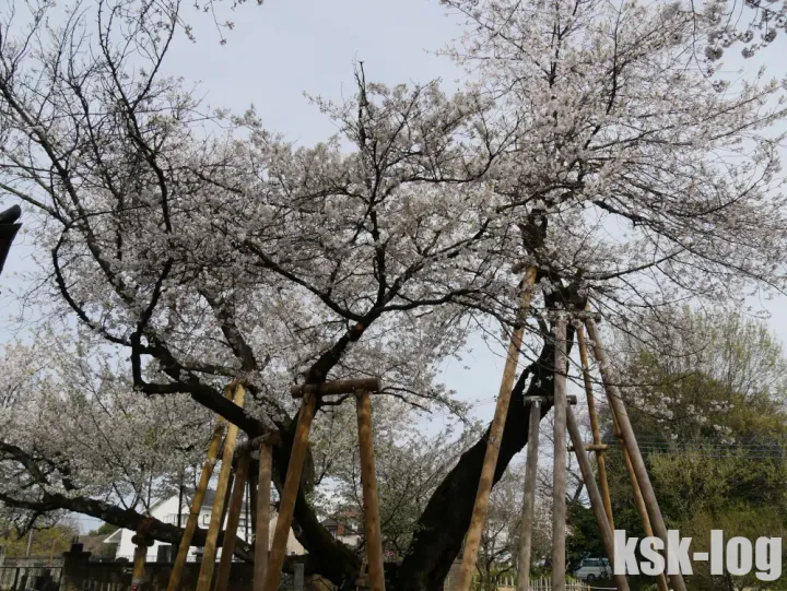 日帰りで埼玉の桜と史跡を電車とバスで巡る【石戸蒲ザクラ・川越喜多院・川越城本丸御殿・氷川神社・大宮公園】のサムネイル