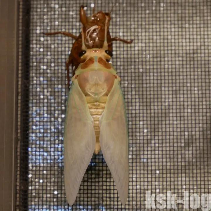 LumixG8とVEO235ABでアブラゼミの羽化の様子を撮影してみたのサムネイル